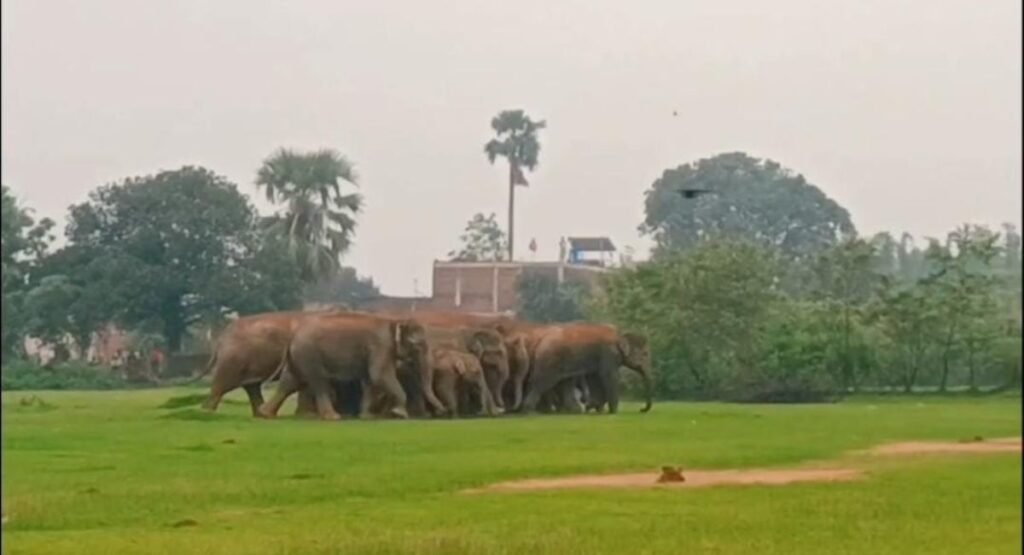 सुबह-सुबह हाथियों का कहर: 25 हाथियों के झुंड ने ग्रामीण को कुचला, हजारीबाग के गांव में दहशत