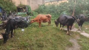 रांची के पिस्का मोड़ पर पशु तस्करी के आरोप में बवाल: दुर्घटनाग्रस्त वैन में लगाई आग, क्रास एफआईआर दर्ज कर शुभम, गोविंद और आदित्या समेत 9 गिरफ्तार
