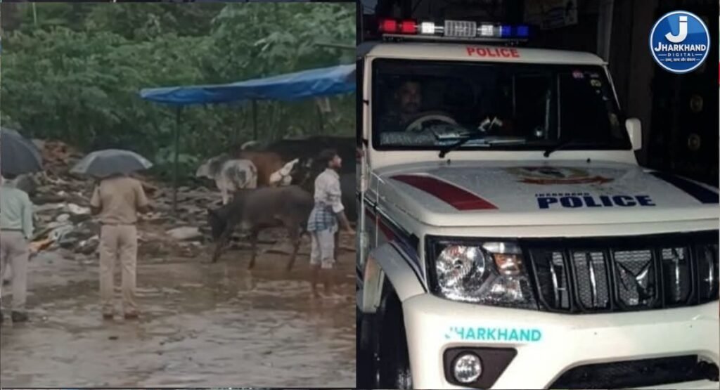 डोरंडा में रांची पुलिस की बड़ी कार्रवाई, भारी संख्या में गोवंश जब्त; चमड़ा और अवैध मांस भी बरामद
