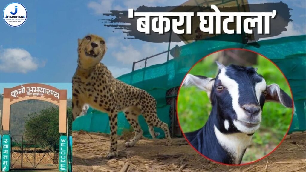 कूनो में ‘बकरा घोटाले’ का आरोप: चीतों की खुराक में वजन का खेल? 30 किलो के बकरे को 90 किलो दिखाने का दावा