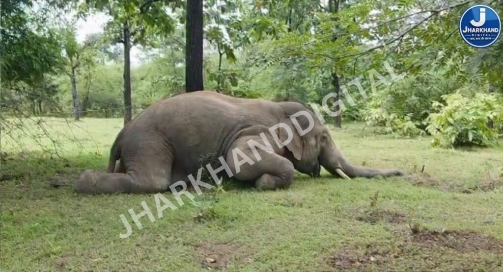 रंका के जंगल में जंगली हाथी का शव मिलने से हड़कंप, जांच में जुटा वन विभाग